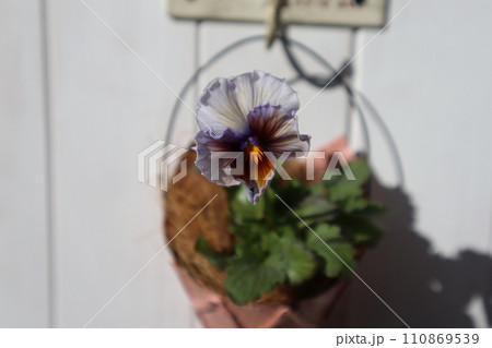 リメイク缶に植えたフリルパンジー 110869539