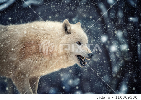 Arctic wolf in the winter forest 110869580