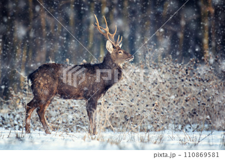 Adult roe deer in the winter forest with snowfall. Animal in natural habitat Adult roe deer in the winter forest with snowfall. Animal in natural habitat 110869581