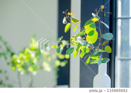 光の射し込む窓際に置かれた観葉植物  110869882