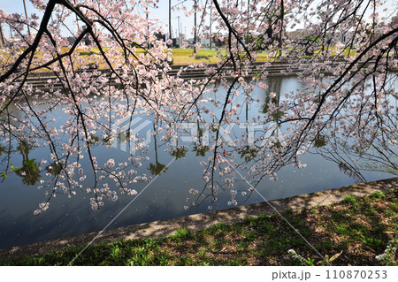 荒子川公園の桜 110870253