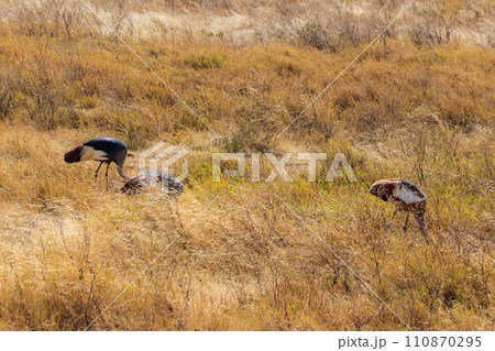 Grey crowned cranes (Balearica Regulorum) in Ngorongoro crater national park, Tanzania. Wildlife of Africa Grey crowned cranes (Balearica Regulorum) in Ngorongoro crater national park, Tanzania. Wildlife of Africa 110870295