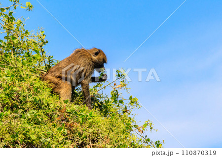 Olive baboon (Papio anubis), also called the Anubis baboon, on a tree in Lake Manyara National Park in Tanzania Olive baboon (Papio anubis), also called the Anubis baboon, on a tree in Lake Manyara National Park in Tanzania 110870319