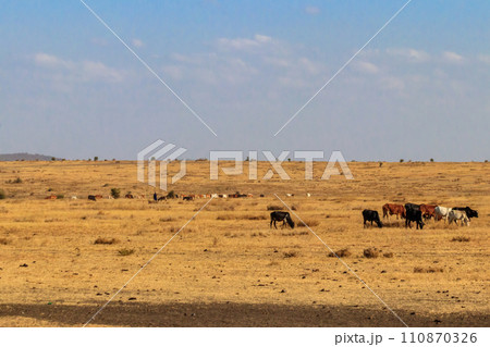 Herd of zebu cattles on a pasture in Tanzania Herd of zebu cattles on a pasture in Tanzania 110870326
