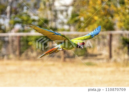 飛び回るルリコンゴウインコ　神戸どうぶつ王国　兵庫県神戸市 110870709