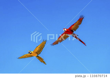 飛び回るアカコンゴウインコとルリコンゴウインコ 神戸どうぶつ王国 兵庫県神戸市 飛び回るアカコンゴウインコとルリコンゴウインコ 神戸どうぶつ王国 兵庫県神戸市 110870714