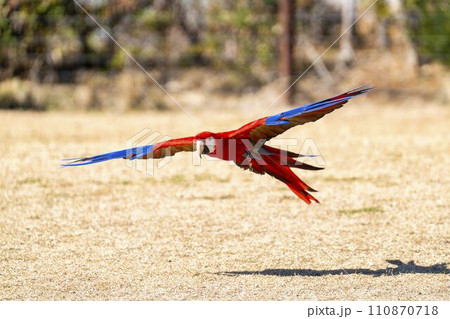 飛び回るアカコンゴウインコ　神戸どうぶつ王国　兵庫県神戸市 110870718