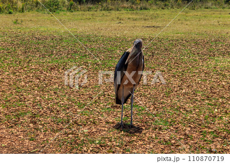 Marabou stork (Leptoptilos crumenifer) walking on a lawn 110870719