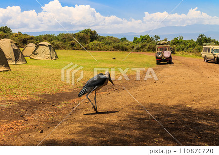 Marabou stork (Leptoptilos crumenifer) walking in a camp site in Tanzania 110870720