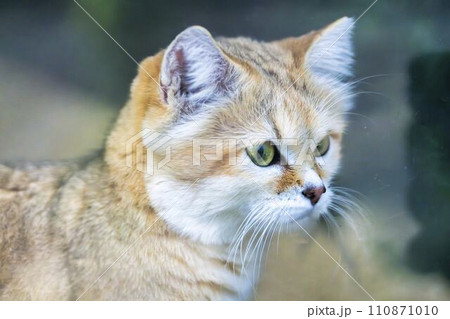 スナネコの横顔　神戸どうぶつ王国　兵庫県神戸市 110871010