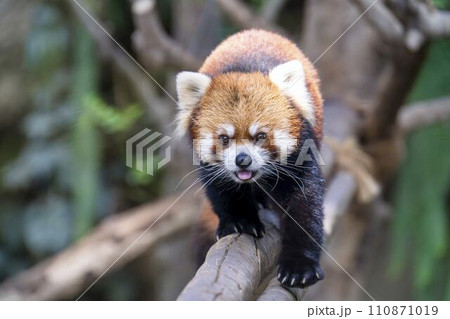 柱を移動するレッサーパンダ　神戸どうぶつ王国　兵庫県神戸市 110871019