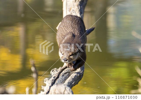 神戸どうぶつ王国のコツメカワウソ 兵庫県神戸市 神戸どうぶつ王国のコツメカワウソ 兵庫県神戸市 110871030
