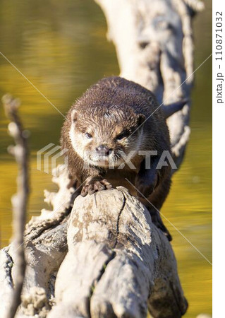 神戸どうぶつ王国のコツメカワウソ　兵庫県神戸市 110871032