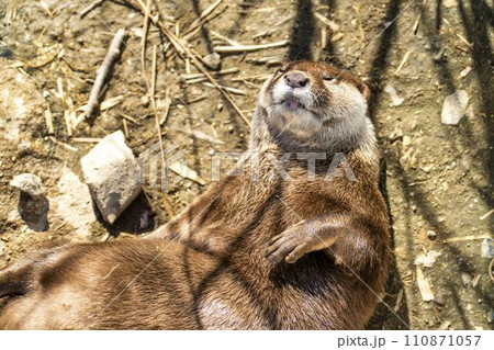 お腹を出すコツメカワウソ 神戸どうぶつ王国 兵庫県神戸市 お腹を出すコツメカワウソ 神戸どうぶつ王国 兵庫県神戸市 110871057
