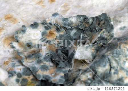 mold-covered spoiled thin wheat pita bread 110871293