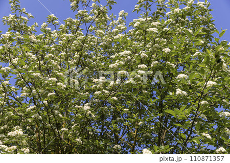 rowan flowers during flowering in spring park rowan flowers during flowering in spring park 110871357