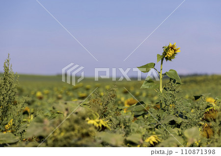 fading sunflowers in the summer, blooming sunflowers fading sunflowers in the summer, blooming sunflowers 110871398