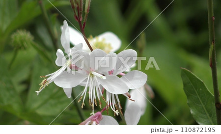 ヤマモモソウの花 ヤマモモソウの花 110872195