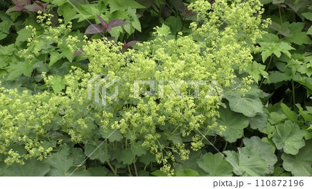アルケミラ・モリスの花 アルケミラ・モリスの花 110872196