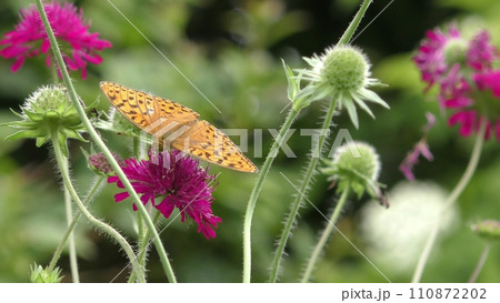 マツムシソウの花と蝶 マツムシソウの花と蝶 110872202
