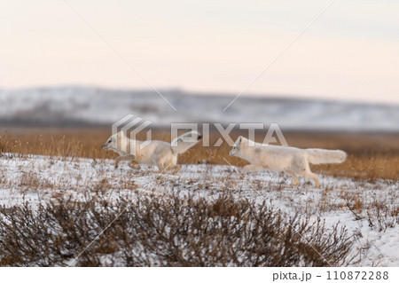 Two arctic foxes (Vulpes Lagopus) in wilde tundra. Arctic fox on the beach. Two arctic foxes (Vulpes Lagopus) in wilde tundra. Arctic fox on the beach. 110872288