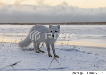 Arctic fox (Vulpes Lagopus) in winter time in Siberian tundra Arctic fox (Vulpes Lagopus) in winter time in Siberian tundra 110872303
