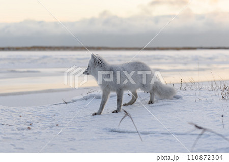 Arctic fox (Vulpes Lagopus) in winter time in Siberian tundra Arctic fox (Vulpes Lagopus) in winter time in Siberian tundra 110872304