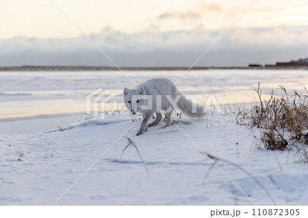 Arctic fox (Vulpes Lagopus) in winter time in Siberian tundra 110872305