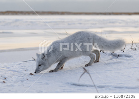 Arctic fox (Vulpes Lagopus) in winter time in Siberian tundra Arctic fox (Vulpes Lagopus) in winter time in Siberian tundra 110872308