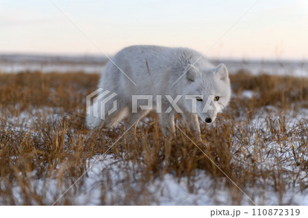 Arctic fox (Vulpes Lagopus) in winter time in Siberian tundra 110872319