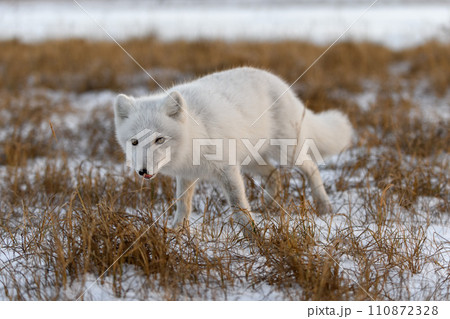 Arctic fox (Vulpes Lagopus) in winter time in Siberian tundra 110872328