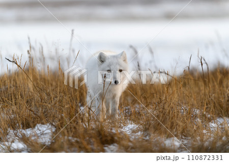 Arctic fox (Vulpes Lagopus) in winter time in Siberian tundra 110872331