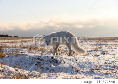 Arctic fox (Vulpes Lagopus) in winter time in Siberian tundra Arctic fox (Vulpes Lagopus) in winter time in Siberian tundra 110872346