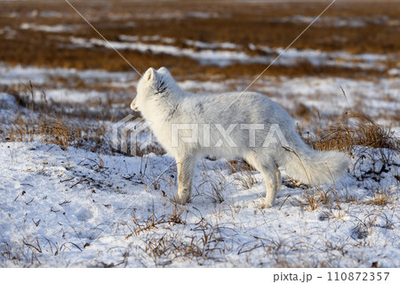 Arctic fox (Vulpes Lagopus) in winter time in Siberian tundra 110872357