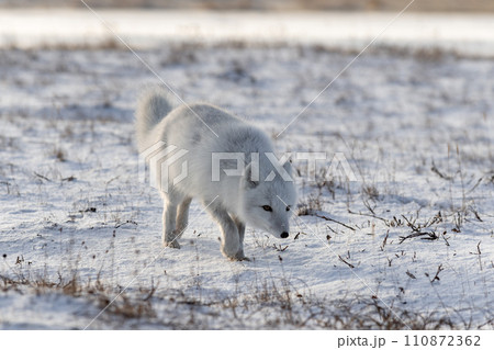 Arctic fox (Vulpes Lagopus) in winter time in Siberian tundra 110872362