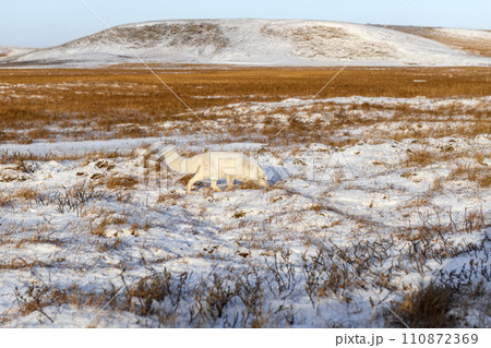 Arctic fox (Vulpes Lagopus) in winter time in Siberian tundra Arctic fox (Vulpes Lagopus) in winter time in Siberian tundra 110872369