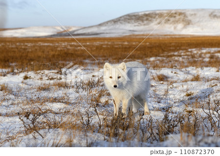 Arctic fox (Vulpes Lagopus) in winter time in Siberian tundra Arctic fox (Vulpes Lagopus) in winter time in Siberian tundra 110872370