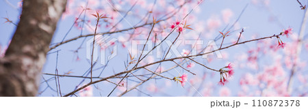 travel in nature concept with pink cherry blossom tree and clear sky in springtime season 110872378