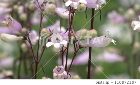 ペンステモン・ハスカーレッドの花 110872387