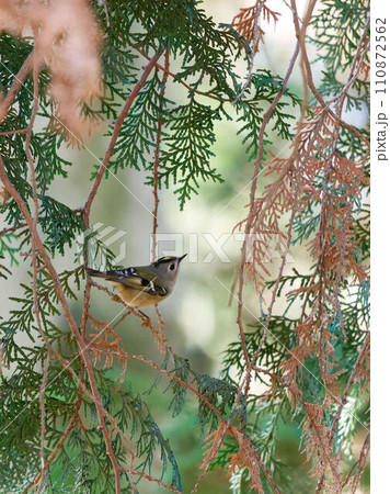 針葉樹の木に止まるキクイタダキ 110872562