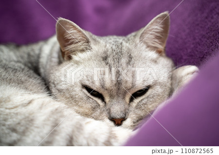 scottish straight cat is sleeping. Close-up of a sleeping cat muzzle, eyes closed. Against the background of a purple blanket. Favorite Pets, cat food. scottish straight cat is sleeping. Close-up of a sleeping cat muzzle, eyes closed. Against the background of a purple blanket. Favorite Pets, cat food. 110872565