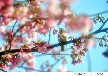 河津桜に来たメジロ 河津桜に来たメジロ 110872815