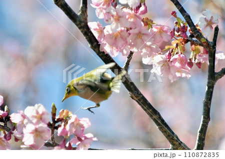河津桜に来たメジロ 110872835