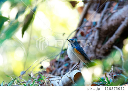 ルリビタキのいる風景 110873032