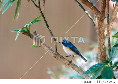 枝にとまるルリビタキの雄 枝にとまるルリビタキの雄 110873033