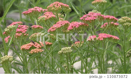 ノコギリソウの花 ノコギリソウの花 110873072