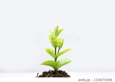 Newly grown plant seedlings on the soil Newly grown plant seedlings on the soil 110873098