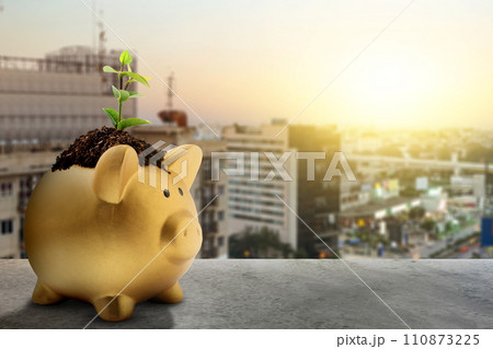 Piggy bank with newly grown plant seedlings above them Piggy bank with newly grown plant seedlings above them 110873225