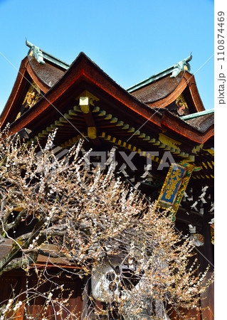 早春　梅　北野天満宮 110874469