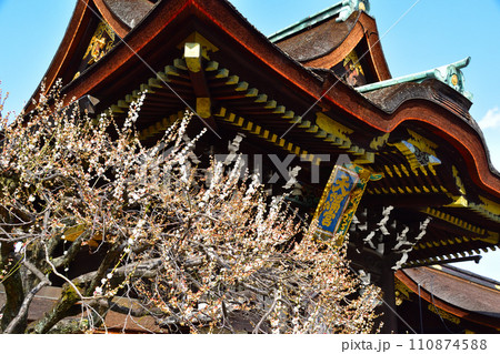 早春 梅 北野天満宮 早春 梅 北野天満宮 110874588